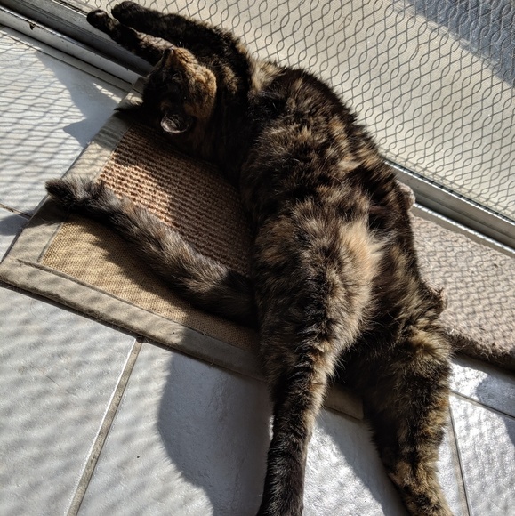 Meet Angie & Suki! - Picture 10 of 12